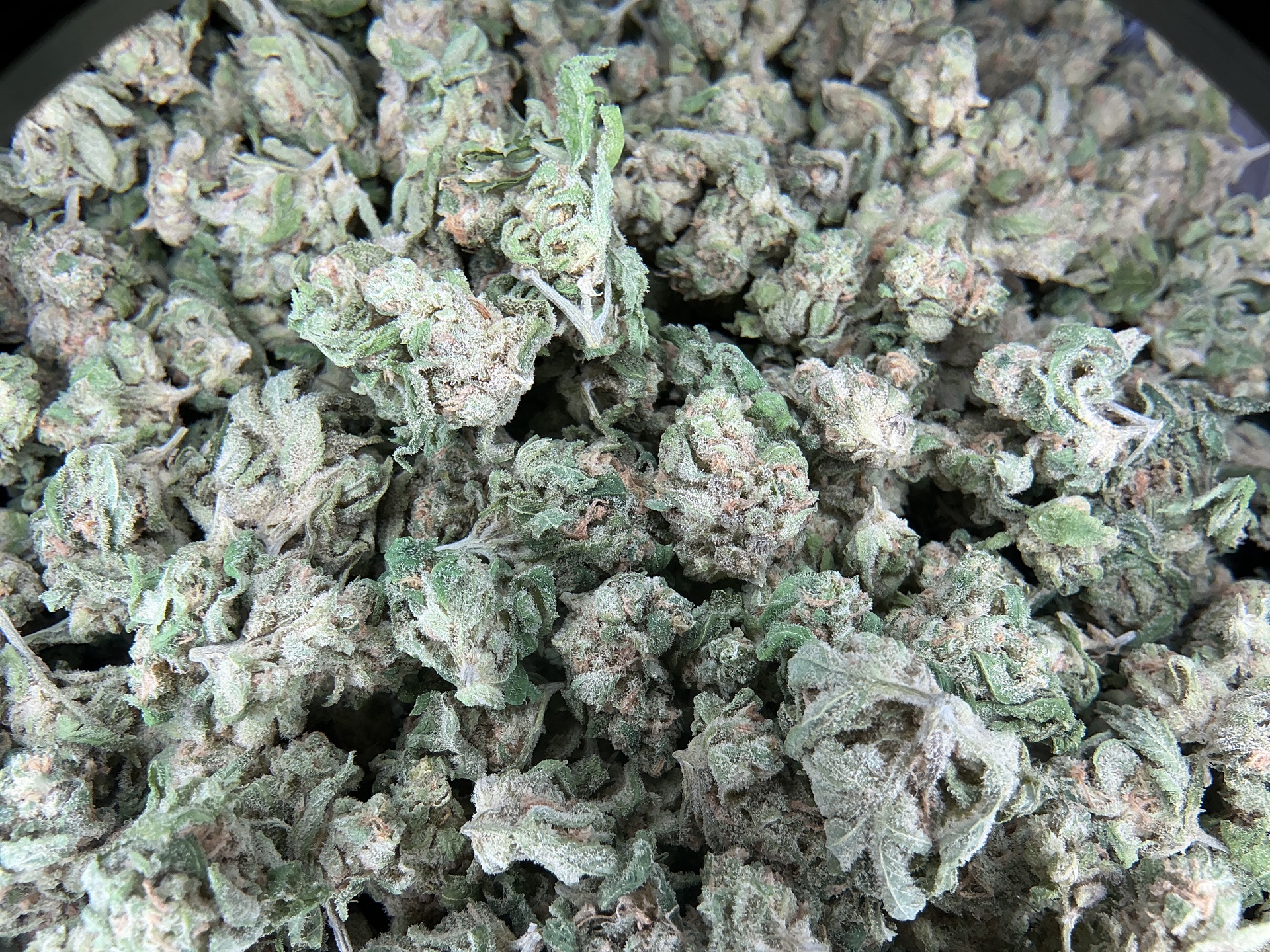 Wedding Punch Smediums THCa Flower (Budget) / 3.5 Grams (1/8th)